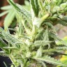 Семена конопли Auto Mandarine XXL feminised Ganja Seeds Семена конопли Auto Mandarine XXL feminised Ganja Seeds