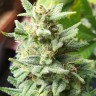 Семена каннабиса Auto Mandarine XXL feminised Ganja Seeds Семена каннабиса Auto Mandarine XXL feminised Ganja Seeds