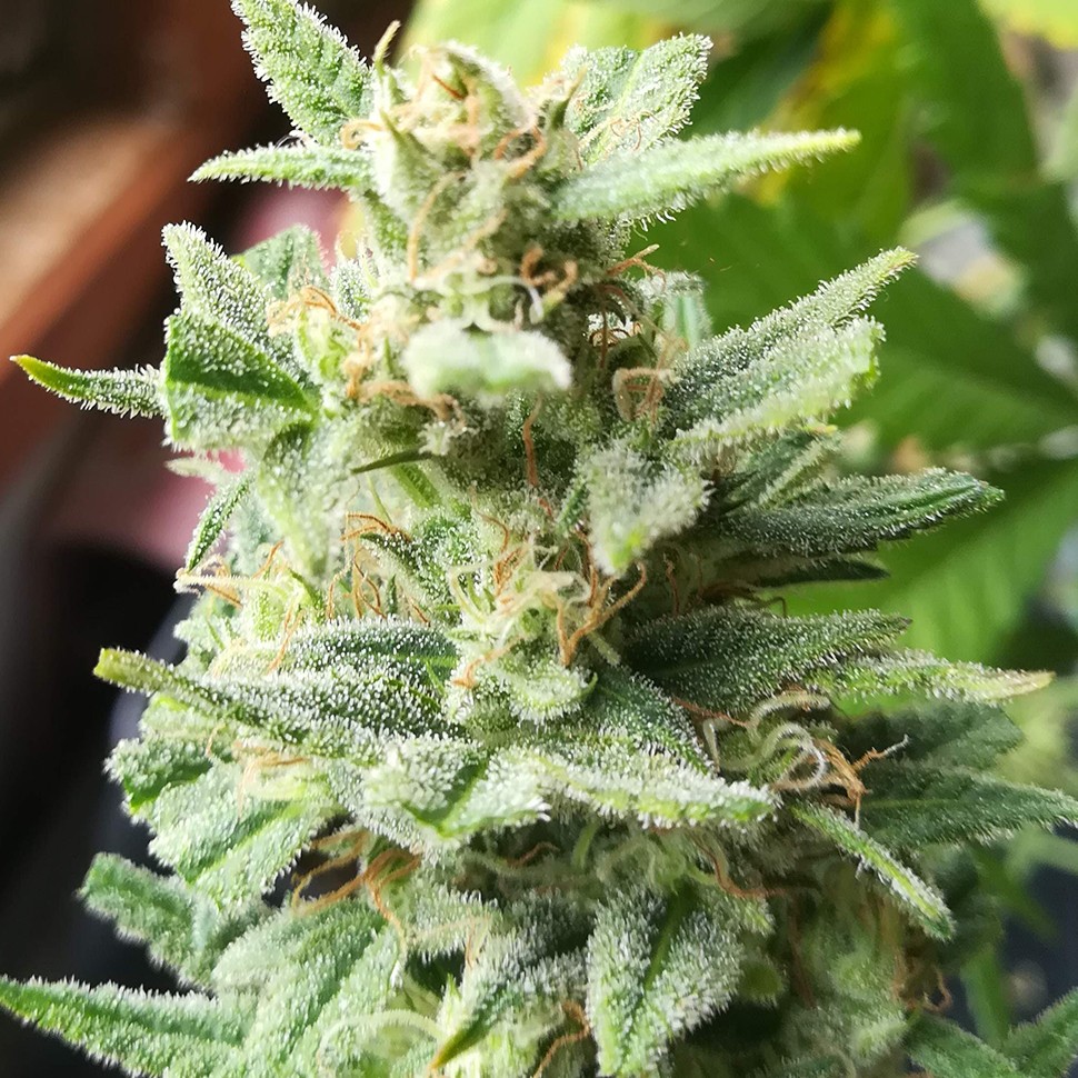 Семена каннабиса Auto Mandarine XXL feminised Ganja Seeds Семена каннабиса Auto Mandarine XXL feminised Ganja Seeds