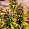 Семена конопли Auto Mandarine XXL feminised Ganja Seeds Семена конопли Auto Mandarine XXL feminised Ganja Seeds