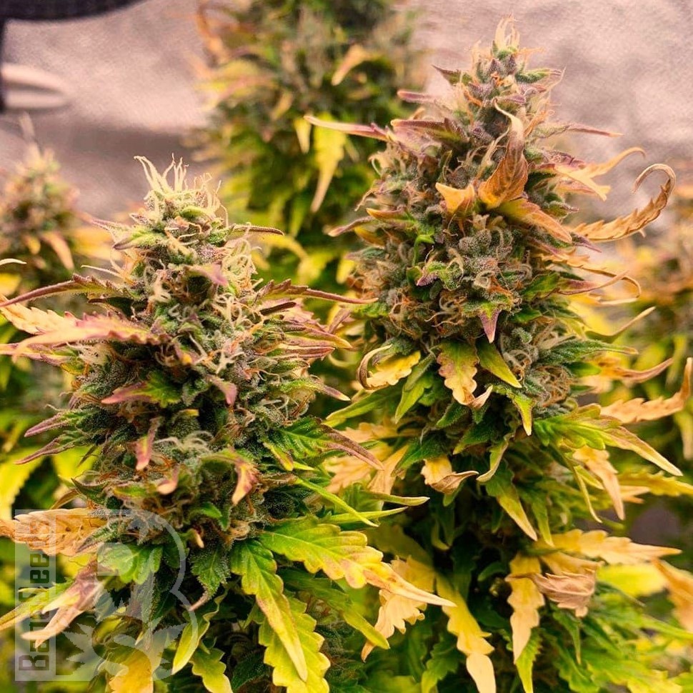 Семена конопли Auto Mandarine XXL feminised Ganja Seeds Семена конопли Auto Mandarine XXL feminised Ganja Seeds