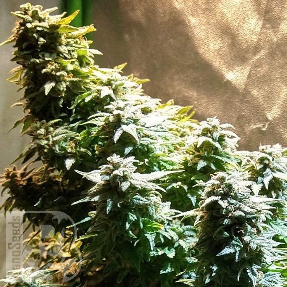 Семена конопли Auto Mandarine XXL feminised Ganja Seeds Семена конопли Auto Mandarine XXL feminised Ganja Seeds