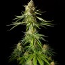 Семена конопли Auto Mandarine XXL feminised Ganja Seeds Семена конопли Auto Mandarine XXL feminised Ganja Seeds