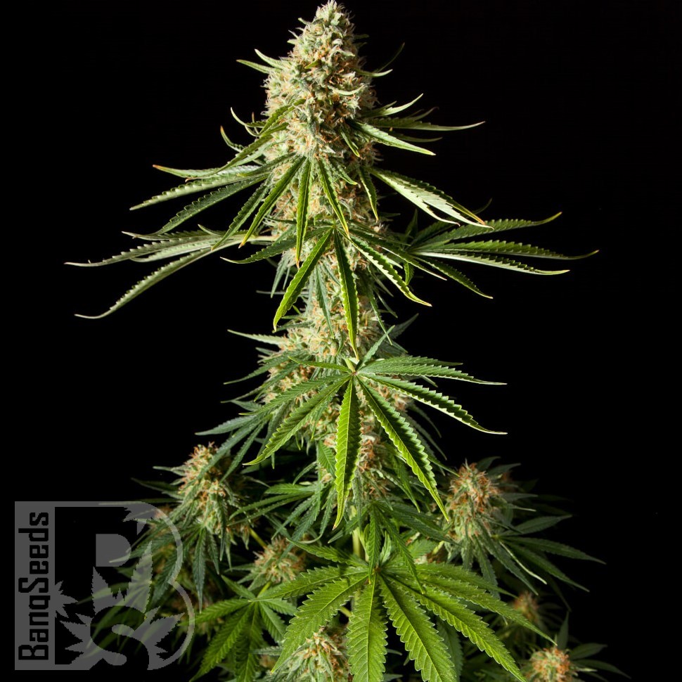 Семена конопли Auto Mandarine XXL feminised Ganja Seeds Семена конопли Auto Mandarine XXL feminised Ganja Seeds