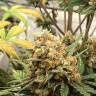 заказать на сайте семена конопли Auto Big Bud feminised заказать на сайте семена конопли Auto Big Bud feminised