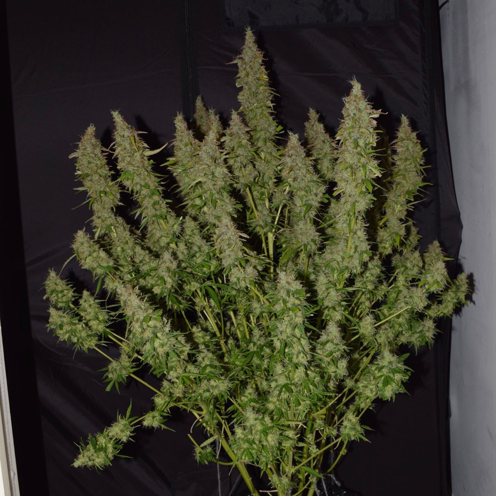 Семена Auto Big Bud feminised Ganja Seeds