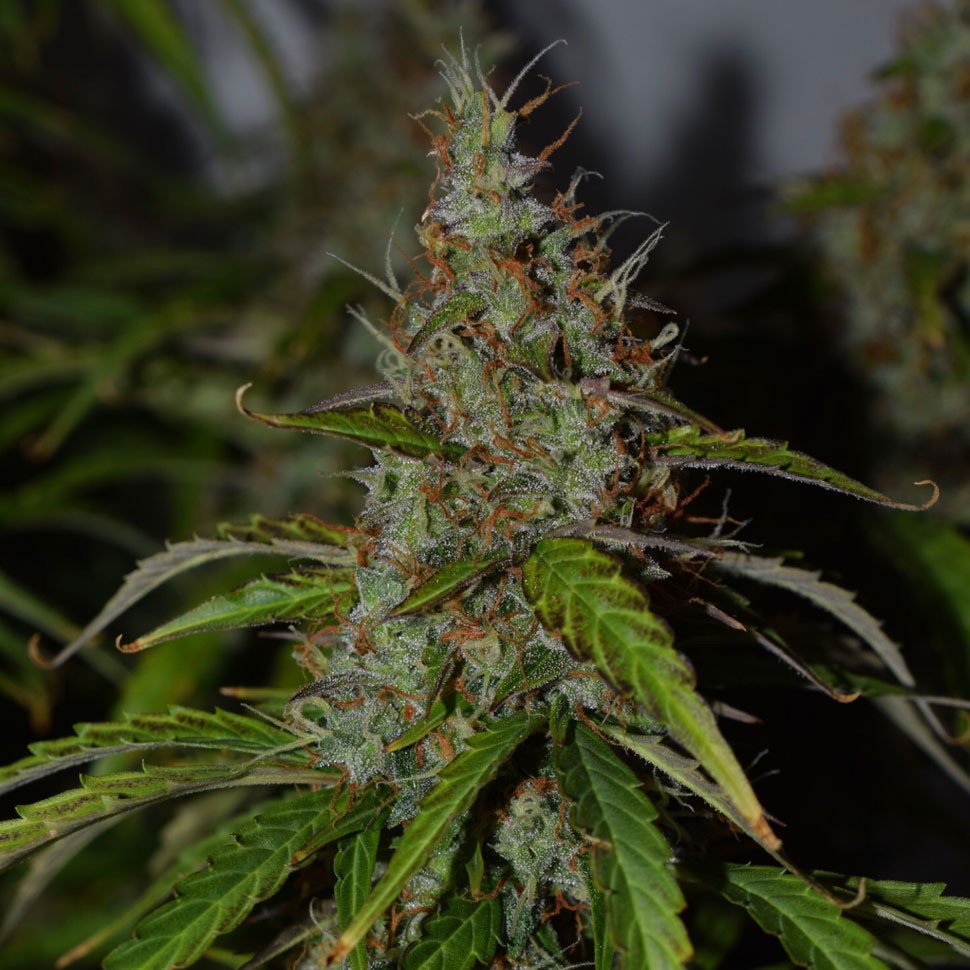 купить семена конопли Auto Big Bud feminised купить семена конопли Auto Big Bud feminised