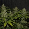семена конопли в оригинальных упаковках Auto Super Mazar feminised Victory Seeds семена конопли в оригинальных упаковках Auto Super Mazar feminised Victory Seeds