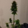 купить качественные семена конопли Auto AK 49 feminised Ganja Seeds купить качественные семена конопли Auto AK 49 feminised Ganja Seeds