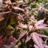 автоцветущие семена конопли Auto AK 49 feminised Ganja Seeds автоцветущие семена конопли Auto AK 49 feminised Ganja Seeds