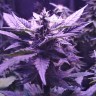 орехи конопли недорого Auto AK 49 feminised Ganja Seeds орехи конопли недорого Auto AK 49 feminised Ganja Seeds