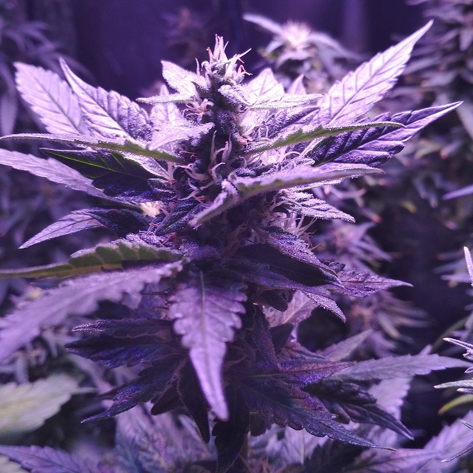 Семена марихуаны Auto AK 49 feminised Ganja Seeds