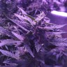 недорогие семена конопли Auto AK 49 feminised Ganja Seeds недорогие семена конопли Auto AK 49 feminised Ganja Seeds