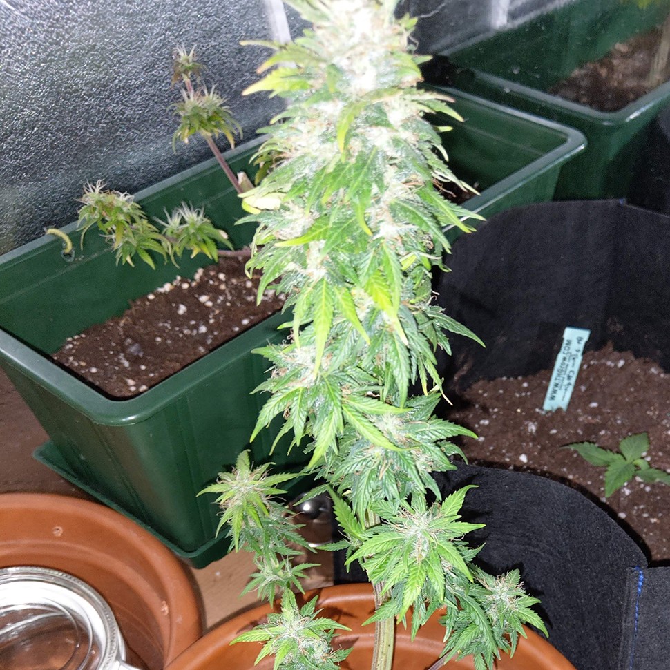 сорта конопли для новичков Auto AK 49 feminised Ganja Seeds сорта конопли для новичков Auto AK 49 feminised Ganja Seeds