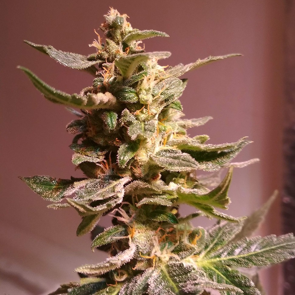 феминизированные семена конопли Auto AK 49 feminised Ganja Seeds феминизированные семена конопли Auto AK 49 feminised Ganja Seeds