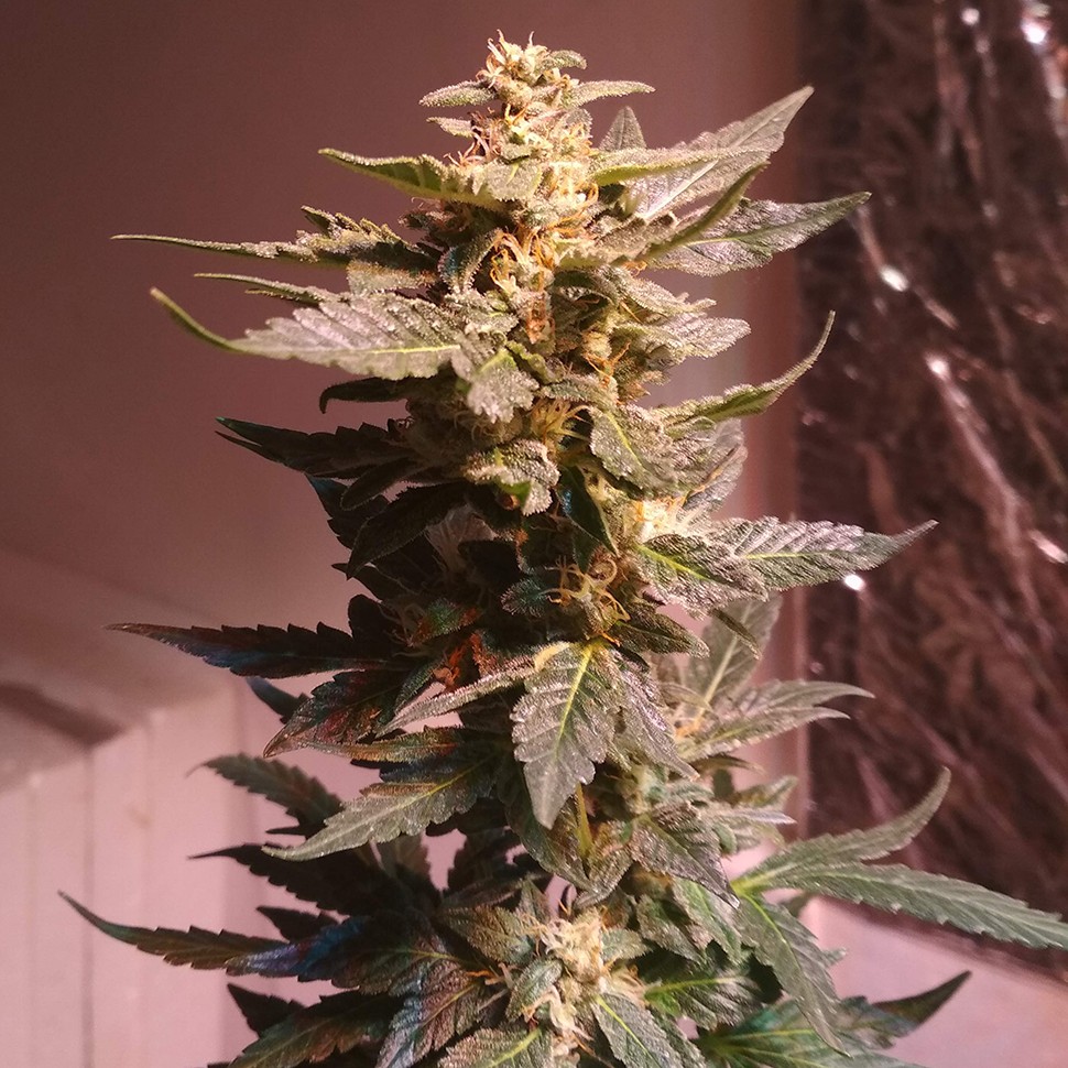 семена конопли для новичков Auto AK 49 feminised Ganja Seeds семена конопли для новичков Auto AK 49 feminised Ganja Seeds