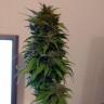 элитные семена конопли Auto AK 49 feminised Ganja Seeds элитные семена конопли Auto AK 49 feminised Ganja Seeds