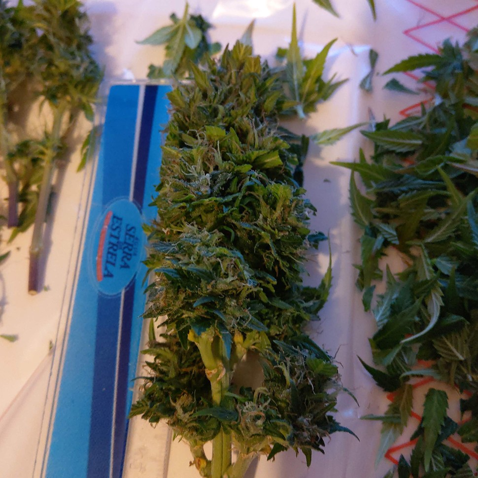 мощные сорта конопли Auto AK 49 feminised Ganja Seeds мощные сорта конопли Auto AK 49 feminised Ganja Seeds