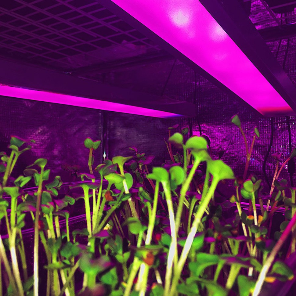 Фитосветильник Орион 22 Вт для марихуаны Фитосветильник Орион 22 Вт для марихуаны