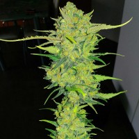 Auto Super Lemon Haze feminised Ganja Seeds