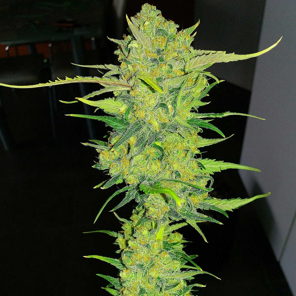 Семена Auto Super Lemon Haze feminised Ganja Seeds
