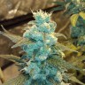 Семена ганжа Winnie Pooh feminised Ganja Seeds Семена ганжа Winnie Pooh feminised Ganja Seeds