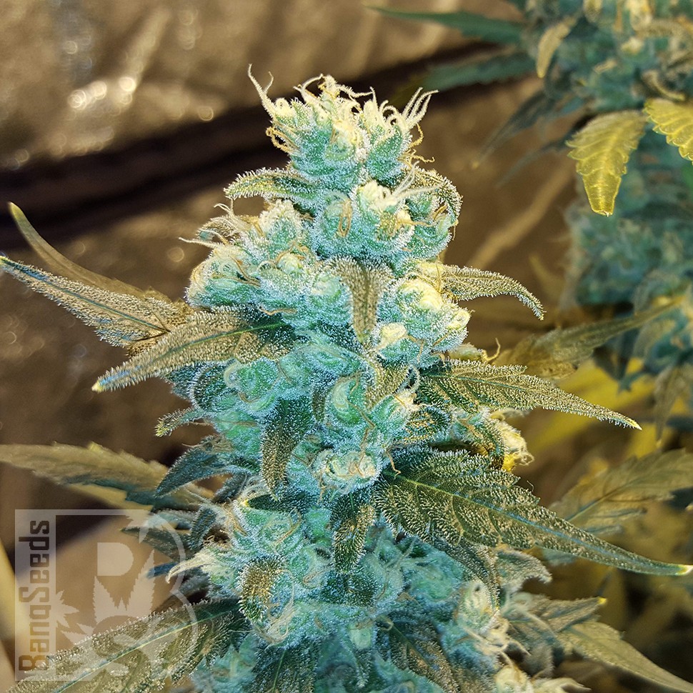 Семена ганжа Winnie Pooh feminised Ganja Seeds