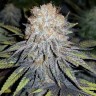 Семена ганжа Winnie Pooh feminised Ganja Seeds Семена ганжа Winnie Pooh feminised Ganja Seeds