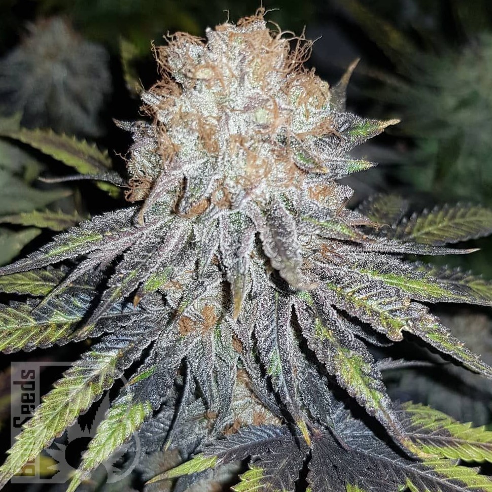 Семена ганжа Winnie Pooh feminised Ganja Seeds Семена ганжа Winnie Pooh feminised Ganja Seeds
