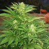 семена конопли для выращивания Narkush regular Ganja Seeds семена конопли для выращивания Narkush regular Ganja Seeds