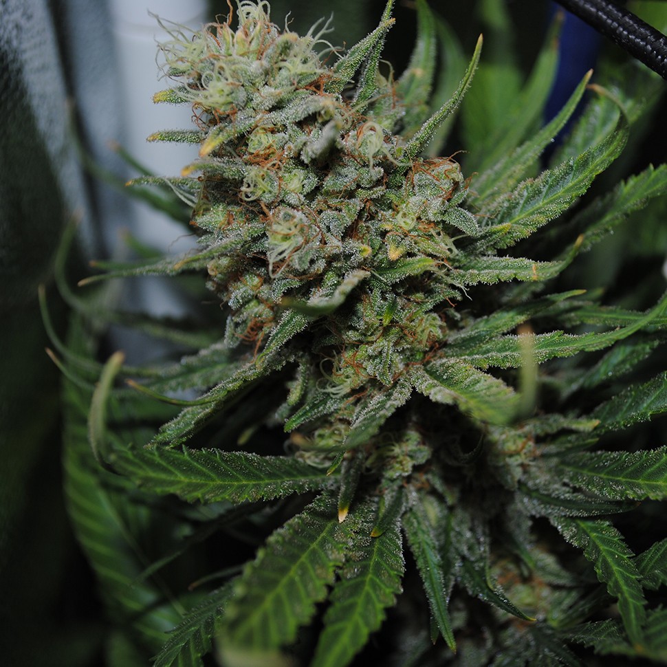 Семена Auto Super Critical feminised Ganja Seeds
