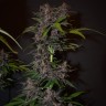 сорт конопли Auto Blackberry Kush feminised Ganja Seeds сорт конопли Auto Blackberry Kush feminised Ganja Seeds