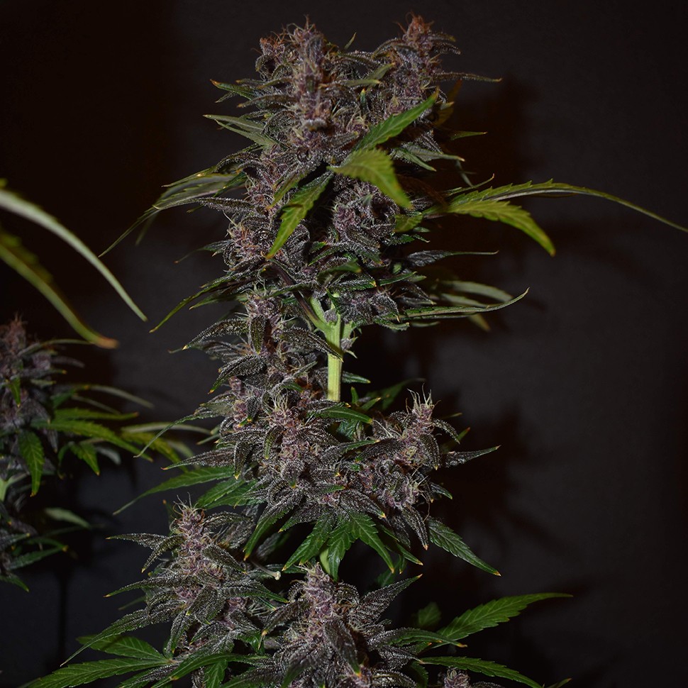 Семена каннабиса Auto Blackberry Kush feminised Ganja Seeds