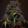семена конопли Auto Blackberry Kush feminised Ganja Seeds семена конопли Auto Blackberry Kush feminised Ganja Seeds