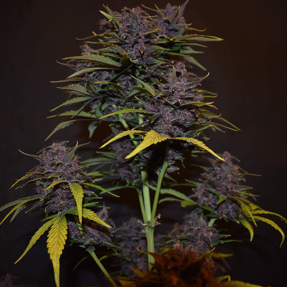 семена конопли Auto Blackberry Kush feminised Ganja Seeds семена конопли Auto Blackberry Kush feminised Ganja Seeds