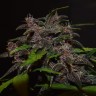 купить семена конопли Auto Blackberry Kush feminised Ganja Seeds купить семена конопли Auto Blackberry Kush feminised Ganja Seeds