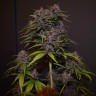 семки конопли недорого Auto Blackberry Kush feminised Ganja Seeds семки конопли недорого Auto Blackberry Kush feminised Ganja Seeds