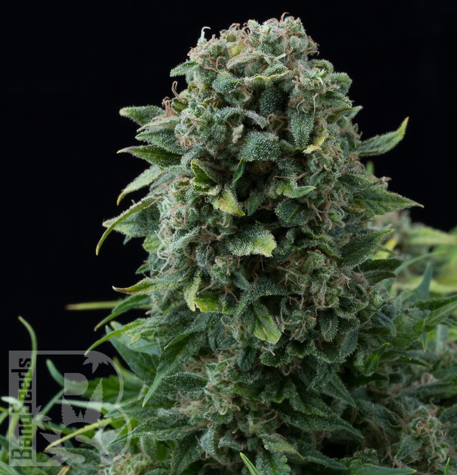 Семена Auto White Dwarf CBD feminised Ganja Seeds