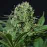 Семена Auto White Dwarf CBD feminised Ganja Seeds Семена Auto White Dwarf CBD feminised Ganja Seeds