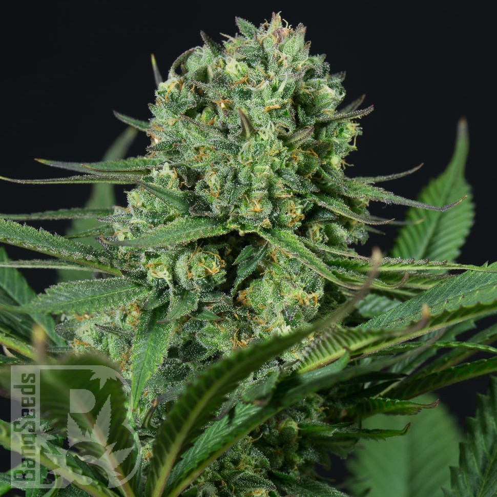 Семена Auto White Dwarf CBD feminised Ganja Seeds Семена Auto White Dwarf CBD feminised Ganja Seeds