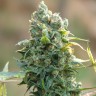 купить семена Sharkbite feminised Ganja Seeds купить семена Sharkbite feminised Ganja Seeds