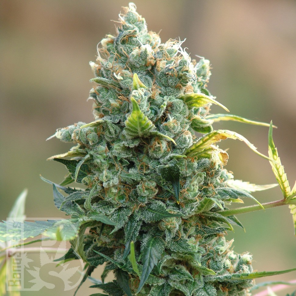 купить семена Sharkbite feminised Ganja Seeds купить семена Sharkbite feminised Ganja Seeds