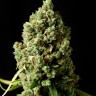 Семена Sharkbite feminised Ganja Seeds Семена Sharkbite feminised Ganja Seeds