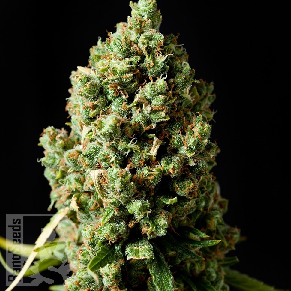 Семена Sharkbite feminised Ganja Seeds Семена Sharkbite feminised Ganja Seeds