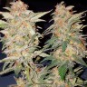 Семена марихуаны Yolka (Spruce) feminised Ganja Seeds Семена марихуаны Yolka (Spruce) feminised Ganja Seeds