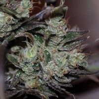 Early Durban regular Ganja Seeds