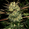 Семена марихуаны Early Durban regular Ganja Seeds Семена марихуаны Early Durban regular Ganja Seeds