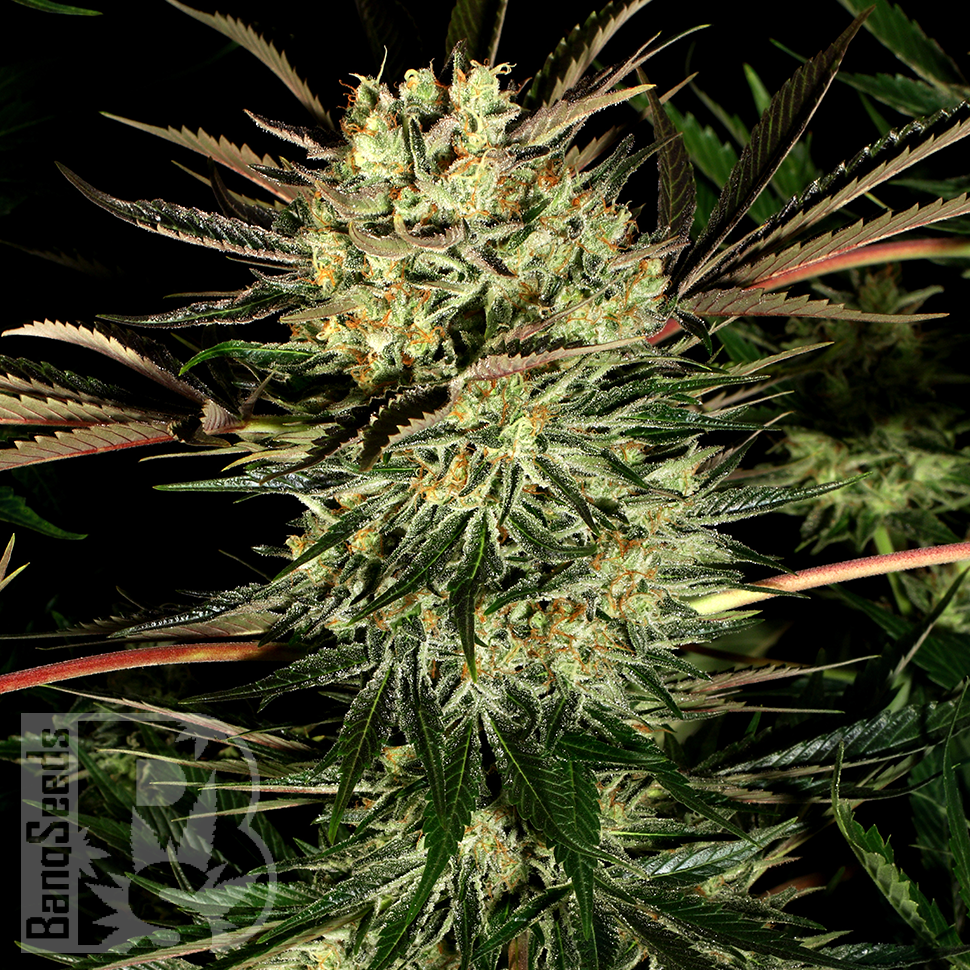 Семена марихуаны Early Durban regular Ganja Seeds Семена марихуаны Early Durban regular Ganja Seeds