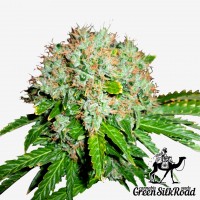 White Widow feminised Green Silk Road Seeds