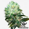 купить семена конопли для курения White Widow feminised купить семена конопли для курения White Widow feminised